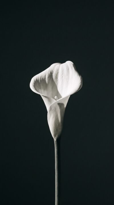 Charcoal Bloom Wallpaper